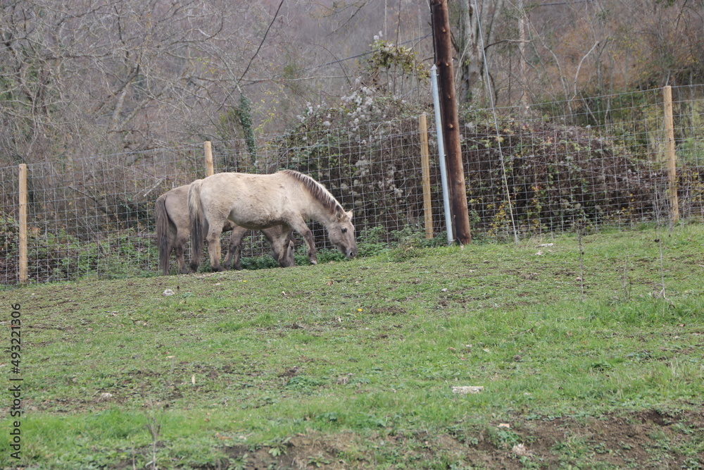 Fototapeta premium Fauna