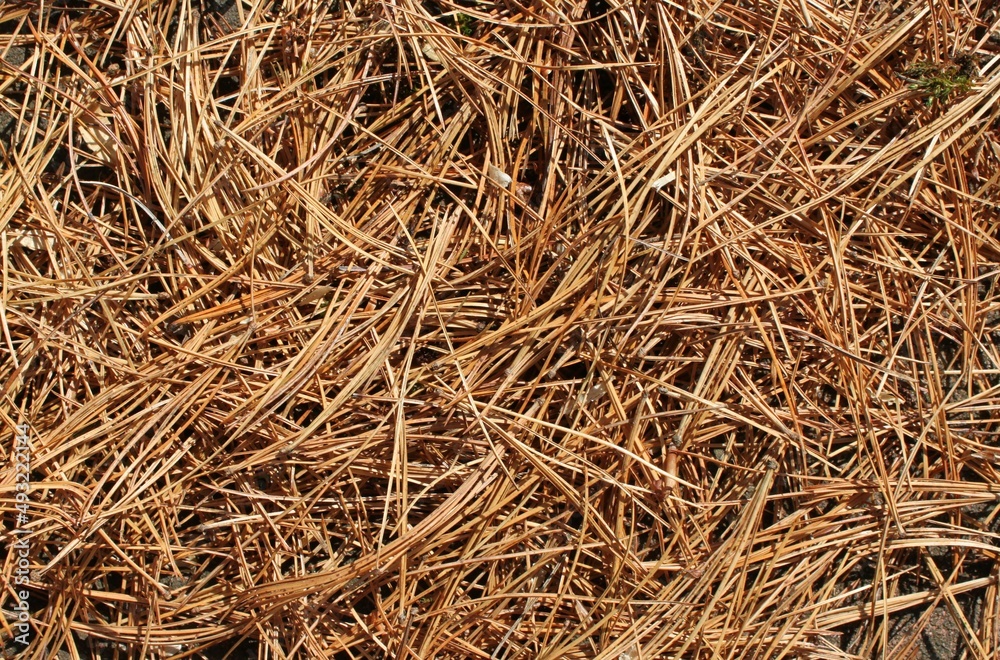 the fallen brown needles of a pine tree spread on the ground