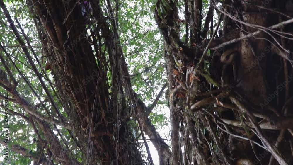 double decker living route bridge built by nature at forests from low angle double decker living route bridge built by nature at forests from low angle