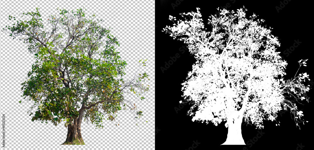 Fototapeta premium Big tree on transparent picture background with clippings path and alpha channel