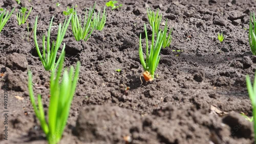 Vegetable seedlings of green onions in the open field close-up. Growing organic products in the garden, healthy food. Vegetable seedlings of green onions in the open field close-up. Growing organic products in the garden, healthy food.