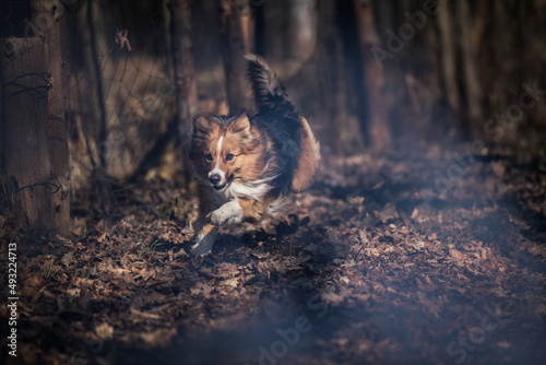 Fototapeta Naklejka Na Ścianę i Meble -  Border Collie dog in natural habitat. Forests and parks of Central Europe.
