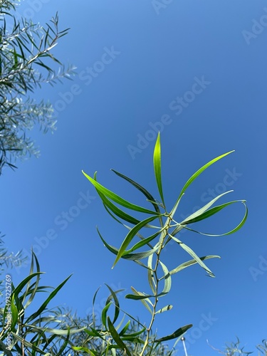 willow branch in summer