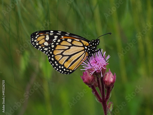 borboleta monarca em flor campestre © Sacha Lubow 