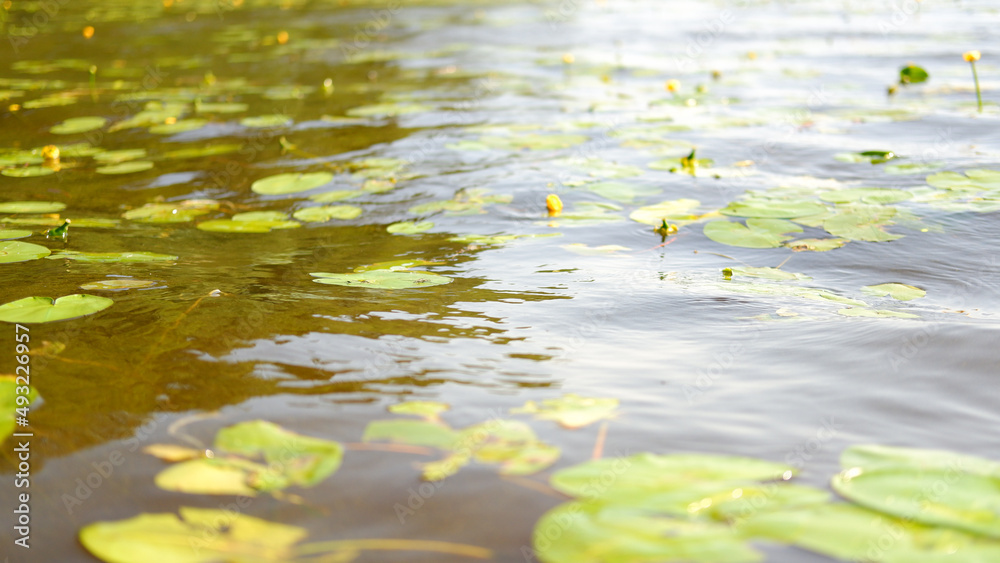 Green water lily leaves in river or lake Green water lily leaves in river or lake
