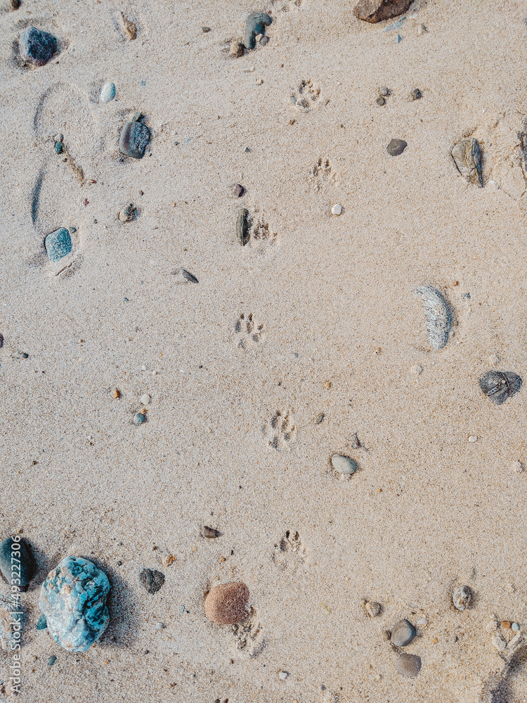 Dog footprint in the sand - color enhanced