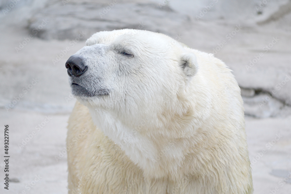 Large Polar Bear (Thalarctos maritimus) with a Rocky Background Large Polar Bear (Thalarctos maritimus) with a Rocky Background