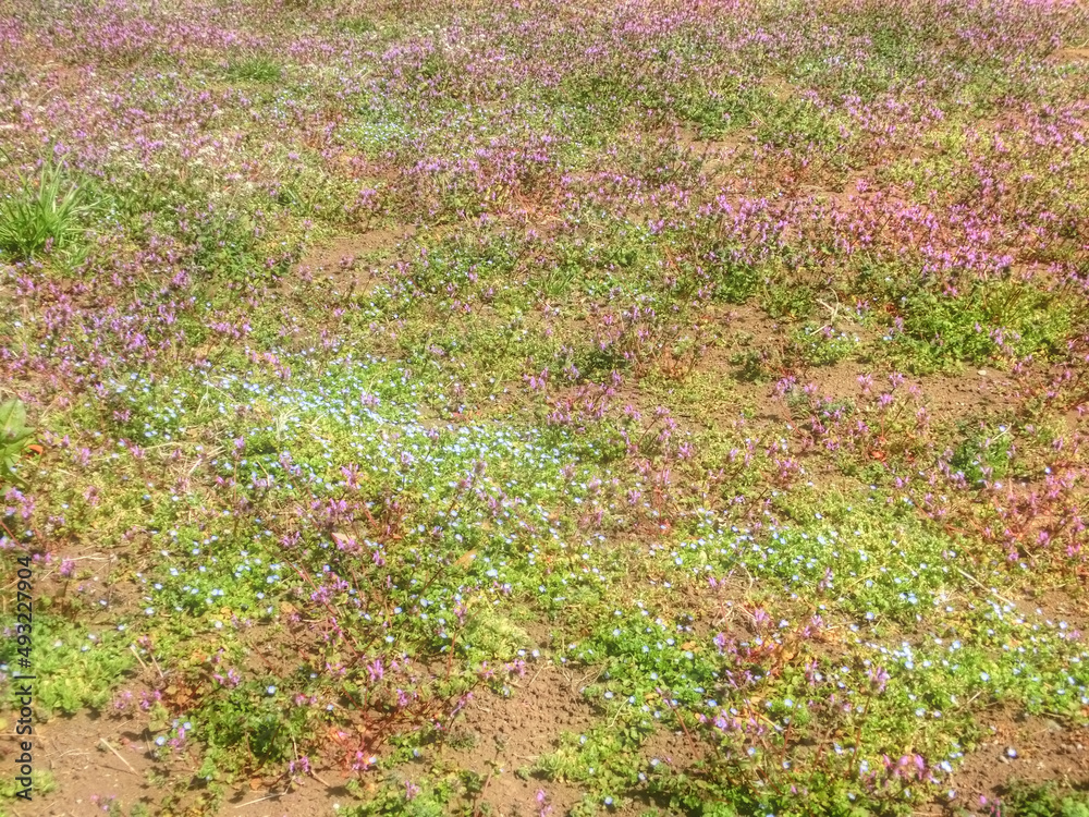 ホトケノザなどの雑草の花が咲き始めた春の農地 ホトケノザなどの雑草の花が咲き始めた春の農地
