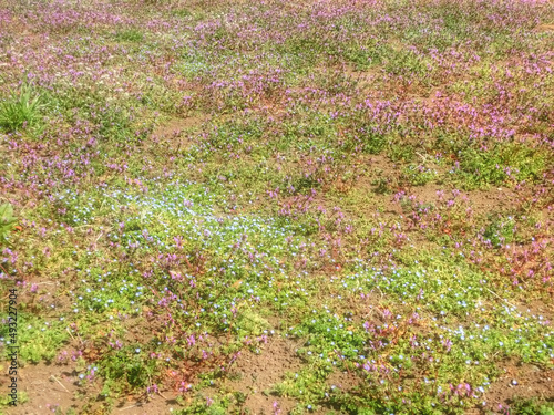 ホトケノザなどの雑草の花が咲き始めた春の農地