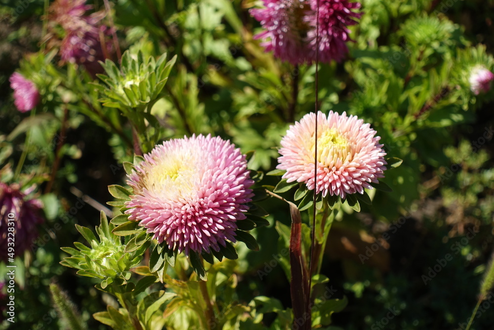 Double pink flowers of China asters in mid August Double pink flowers of China asters in mid August