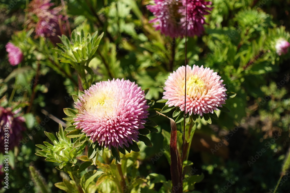 Double pink flowers of China asters in mid August