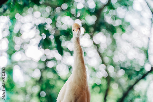 Photography Egret staring in tropical bird park, Kuala Lumpur