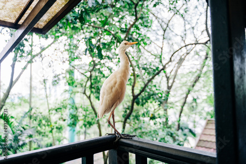 Photography Egret standing in tropical bird park, Kuala Lumpur