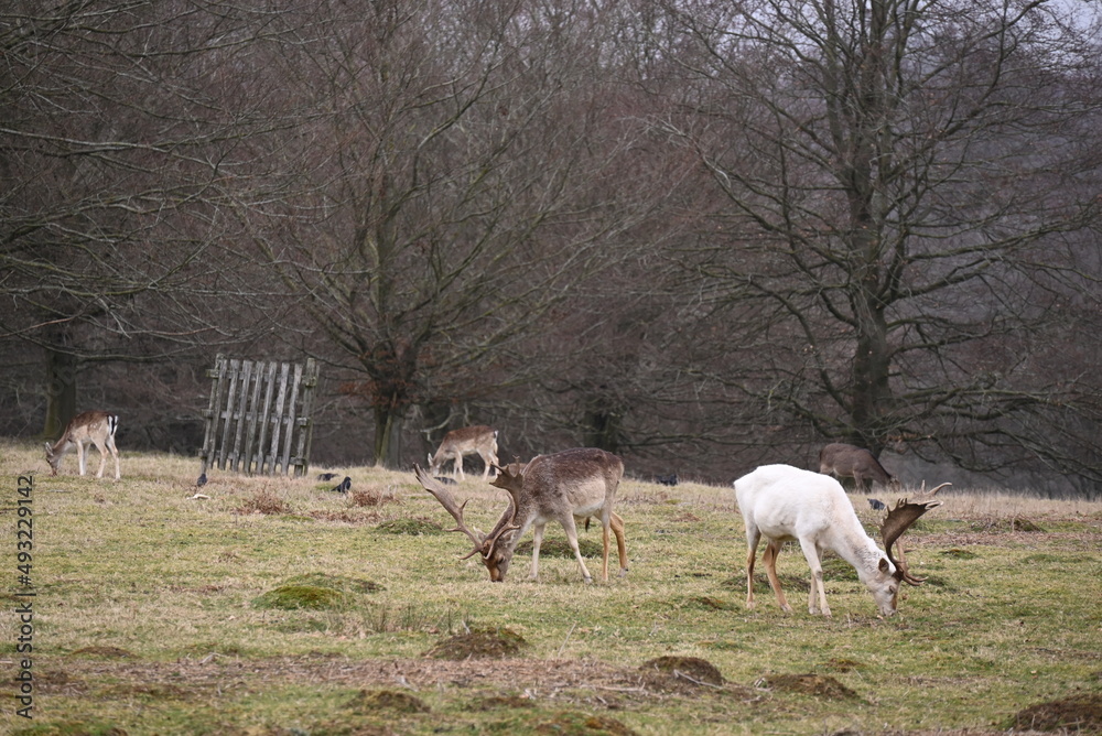 Fototapeta premium dear 