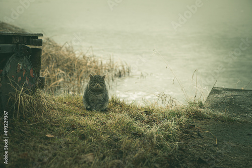 Sat tubby cat sitting on the bank of frozen lake, dark depressing winter landscape photo