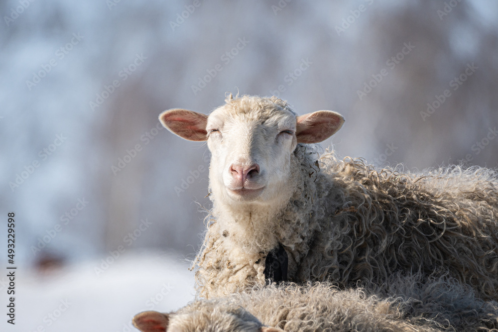 Obraz premium sheep in winter
