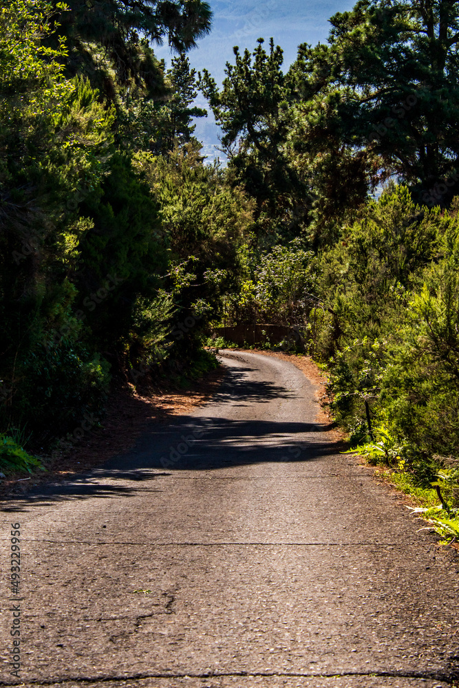 Obraz premium Carretera rodeada de árboles en la isla de Tenerife