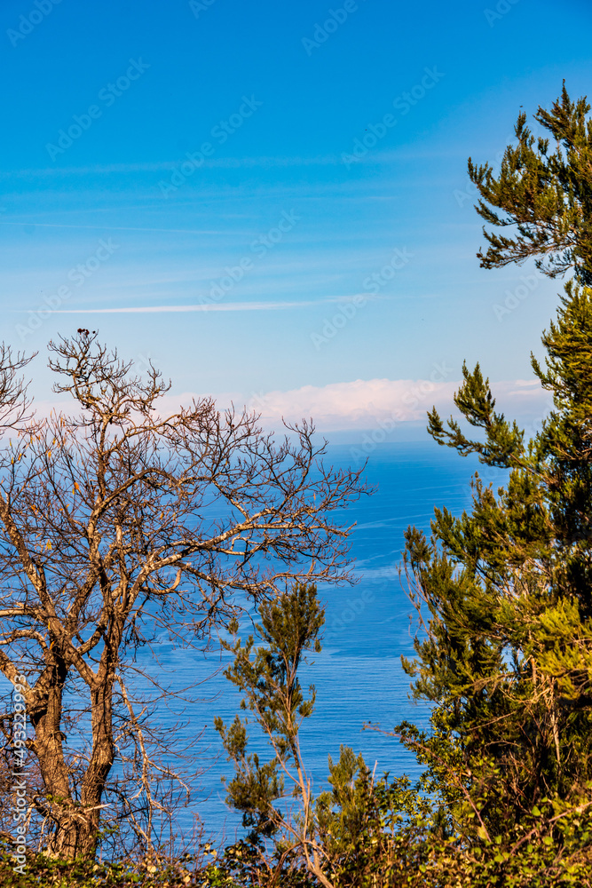 Árboles con cielo sin nubes de fondo Árboles con cielo sin nubes de fondo