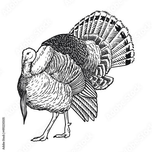 wild turkey avian pet hand drawing