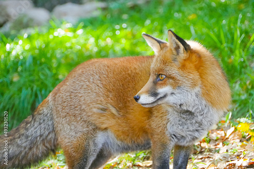 Fox/Le renard