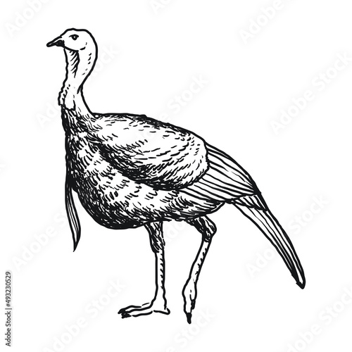 wild turkey avian pet hand drawing
