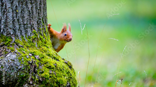 écureuil amusant © AHMED