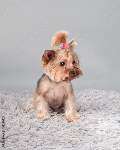 Cute Yorsh terrier on a makhnat rug photo