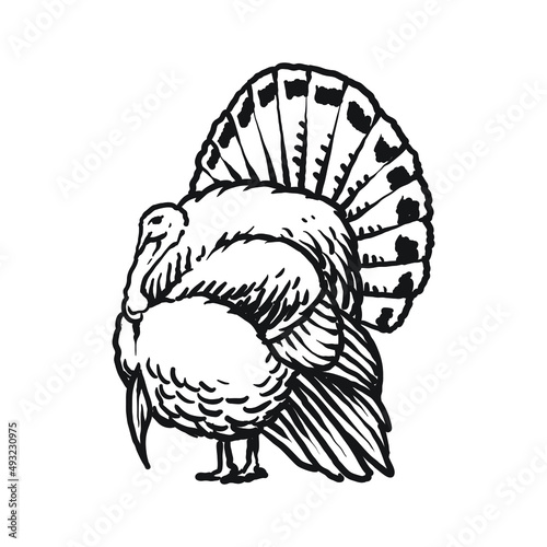 wild turkey avian pet hand drawing