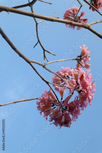 pink flowers background of blooming Tabebuia rosea design for holiday and spring concept photo