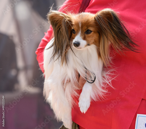 Papillon dog sits in the arms of a woman in a red jacket.