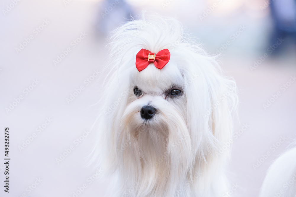 Portrait of a dog breed Maltese with a red bow on his head.