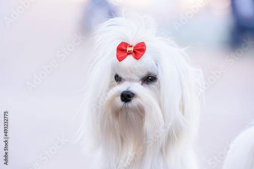 Portrait of a dog breed Maltese with a red bow on his head.