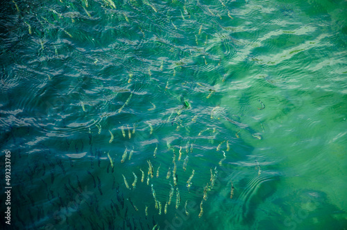 Flock of small fish swims in sea top view