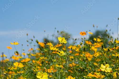 closeup sulfur cosmos flower with blur background