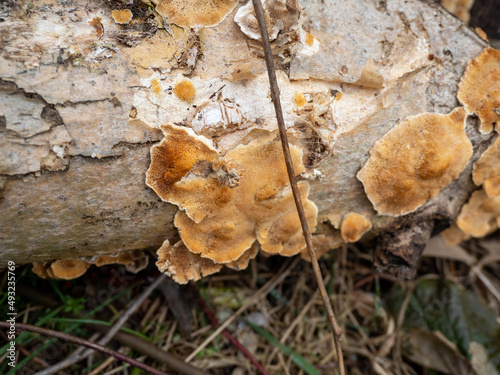 Mushrooms on a rotten tree trunk.