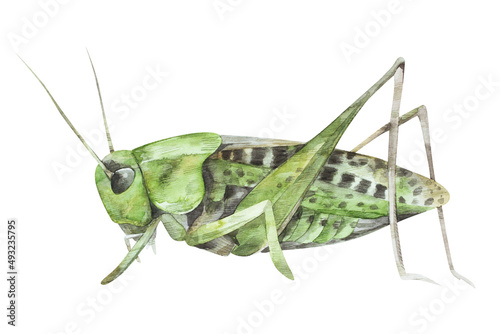 Watercolor illustration of green grasshopper on white background