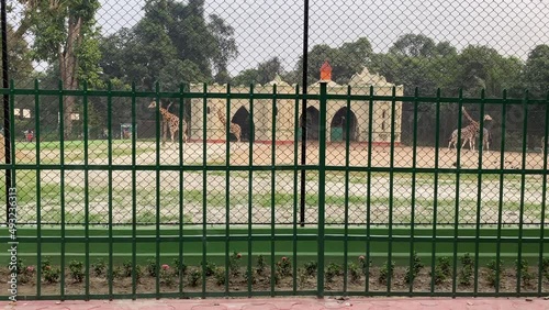 Pair of African giraffe standing inside an open air animal enclosure amidst lush green surroundings, at Alipore Zoo, which recently opened after long days of closure due to covid. photo