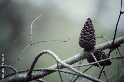Cone on a branch