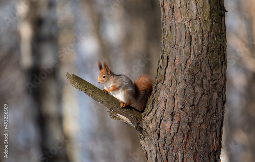 a squirrel is sitting on a tree branch © наталья лымаренко