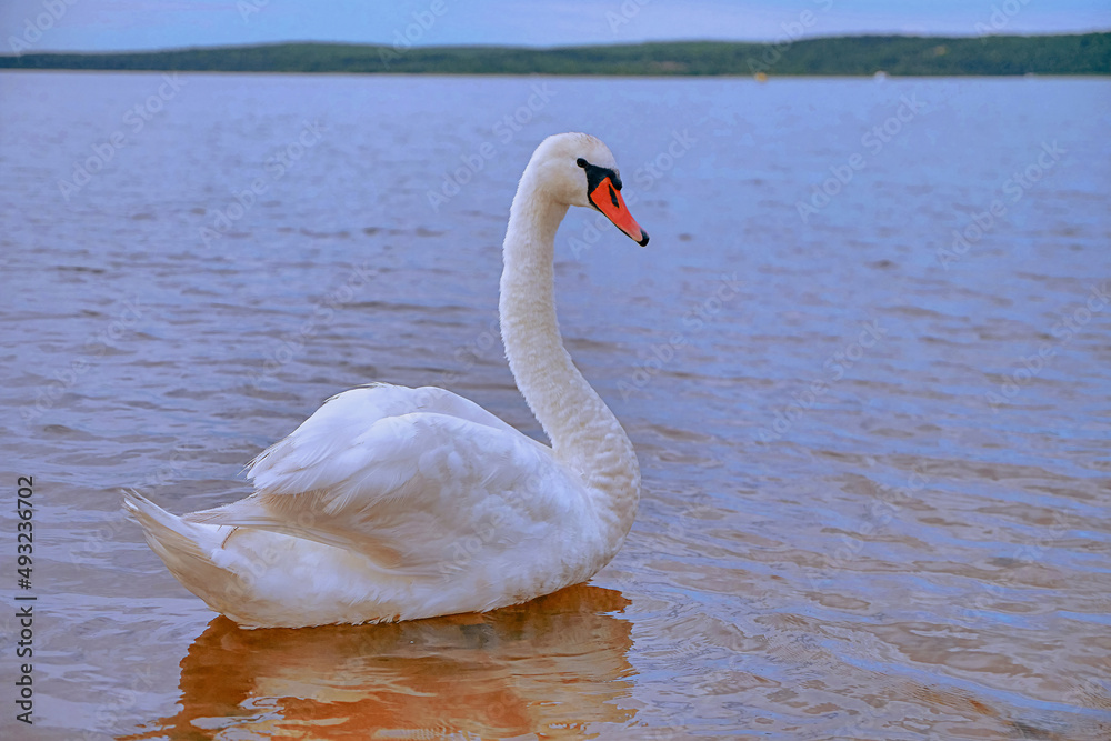 Fototapeta premium The majestic swan/Le cygne majestueux