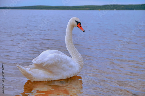 Fototapeta Naklejka Na Ścianę i Meble -  The majestic swan/Le cygne majestueux