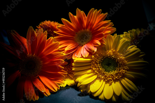 Colourful dahlia orange and yellow colour flowers and light designs black background high-quality studio Photography artificial light.