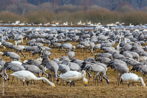 Migratory Cranes and Whooper swans at the lake hornborgasjon