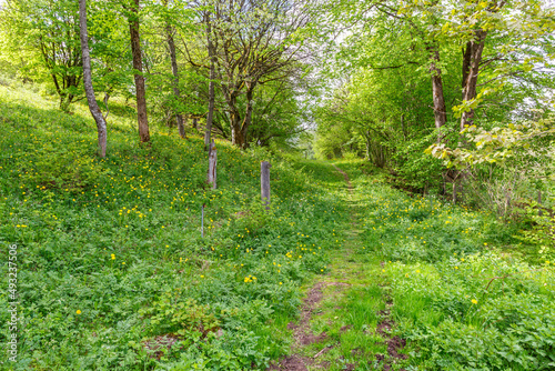 Fototapeta Naklejka Na Ścianę i Meble -  Footpath in a lush foliage woodland at summer