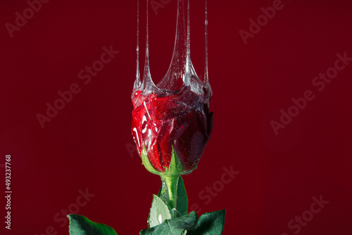 Concept of rose with transparent slime 