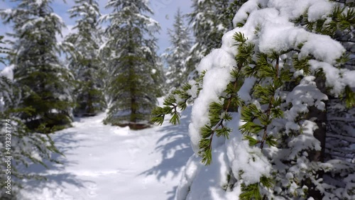 Snowy pine forest. Pine forest with snow on branches in front of sunny blue sky.