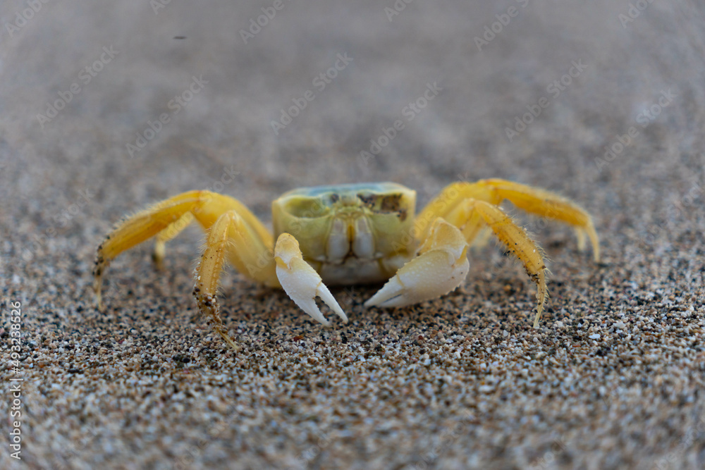 Yellow crab walking on a sand. Tropical sandy beach. Vacation, holiday background. Yellow crab walking on a sand. Tropical sandy beach. Vacation, holiday background.