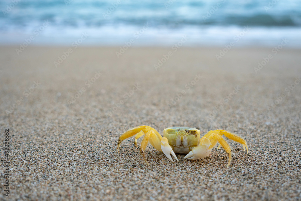 Tropical beach and blurred weaves with bokeh. Yellow crab walking on a sand. Tropical sandy beach. Vacation, holiday background. Tropical beach and blurred weaves with bokeh. Yellow crab walking on a sand. Tropical sandy beach. Vacation, holiday background.