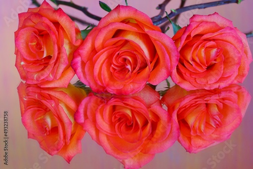 Large orange roses reflecting in a mirror