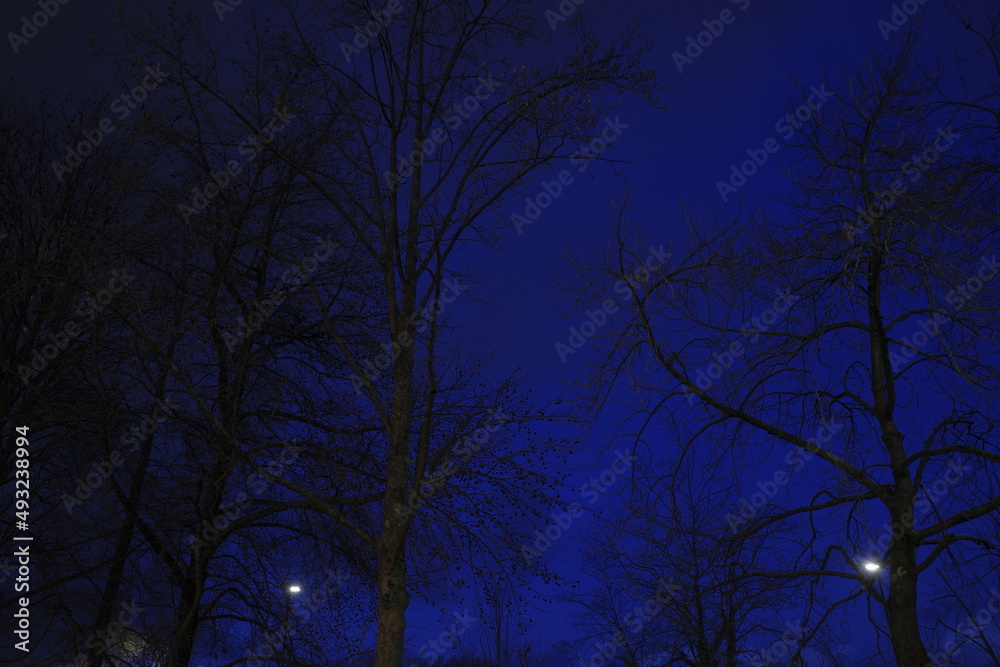 night sky with trees night sky with trees